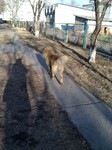 Саяногорск Инфо - Присоединённое изображение