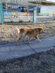 Саяногорск Инфо - Присоединённое изображение