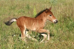 В абаканской полиции родился жеребенок