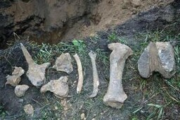 В поселке Черемушки найдены останки мамонта