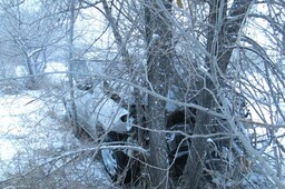ДТП в Саяногорске: машина - в кустах, пешеход - в больнице