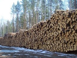 В Таштыпском районе развивается лесная промышленность