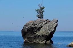 Шаманы прокляли вандалов, срубивших культовую березу на берегу Байкала
