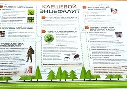 В Саяногорске клещи покусали больше полутысячи человек