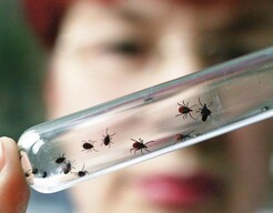 В Хакасии клещи вновь активизировались