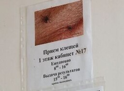 Клещи в Саяногорске набирают активность