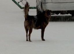 Что делать с бродячими по Саяногорску собаками?