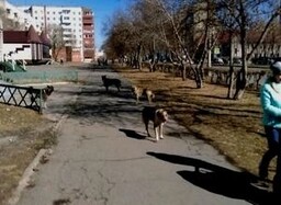 В Саяногорске отлавливать бродячих собак пока не кому
