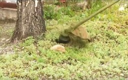 В Саяногорске начинается первая косьба травы