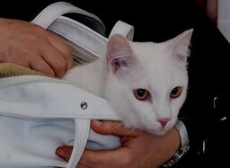 Ветврачи Саяногорска призывают вакцинировать животных от бешенства