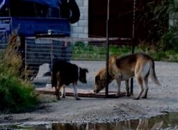 Съемочной группе «Первого городского» Саяногорска угрожали убийством за отлов бездомных собак