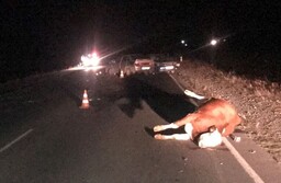 В Хакасии одна корова на дороге устроила массовое ДТП