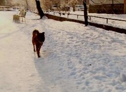 Вопросами бродячих собак в Саяногорске займется «Кот и пес»?!