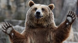 В районе СШГЭС видели медведей