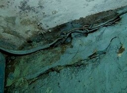 Жители одного из домов Саяногорска бояться, что их убьёт током, либо от сырости рухнут стены