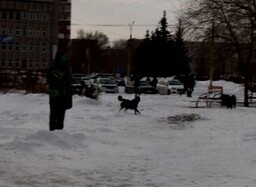 Художественную школу Саяногорска терроризирует собака с щенками