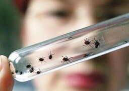 В Хакасии 45 укушенных клещами обратились в больницу