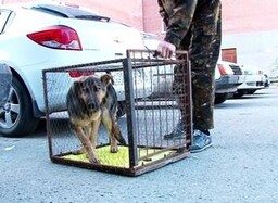 Глава Саяногорска поделился с коллегами предложениями по борьбе с безнадзорностью животных