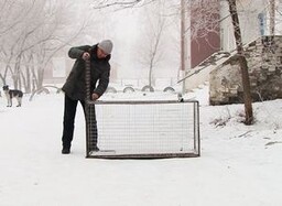 Отлов собак в Саяногорске начнется с 11 января