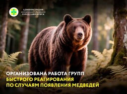 Организована работа групп быстрого реагирования по случаям появления медведей