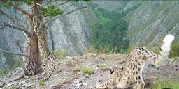 Пушистые в эфире: бой ирбисов зафиксировали в Саяно-Шушенском заповеднике