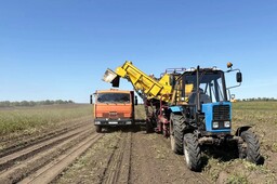 В Хакасии, силами республиканского УФСИН, собрано свыше 600 тонн картофеля