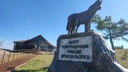 Услышать и почувствовать: в Хакасии открылся центр восстановления популяции лошади Пржевальского