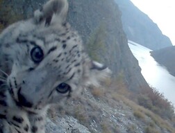 Ирбисы в эфире: в Саяно-Шушенском заповеднике зафиксировали новых жителей