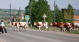 Животные на дорогах: безопасность прежде всего!