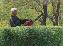 В Саяногорске продолжаются работы по озеленению
