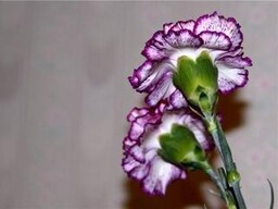 Расставание с женщиной убило жителя Хакасии