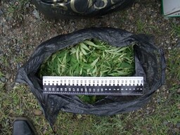 В Хакасии трое любителей марихуаны пойдут под суд за сбор "урожая"