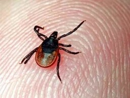 В Хакасии клещи за неделю покусали 387 человек