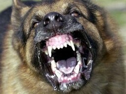 Конфликт с сотрудниками ДПС в Саяногорске обернулся травлей овчаркой