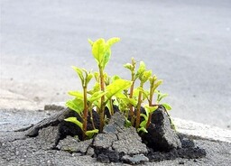 В Хакасии незаконно построили вертолетную площадку на сельхозземле
