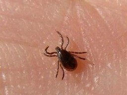 Большинство пострадавших от клещей жителей Хакасии не имели прививок