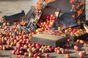 В Хакасии уничтожили партию польских яблок