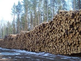 В Таштыпском районе развивается лесная промышленность