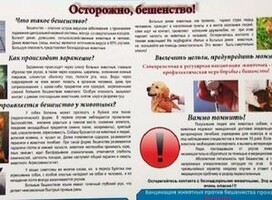 Карантин по бешенству в Саяногорске пока действует