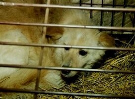 В собачьей истории в Саяногорске возникло временное перемирие
