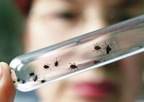 В Хакасии 45 укушенных клещами обратились в больницу