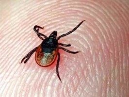 В Хакасии клещи за неделю покусали 387 человек