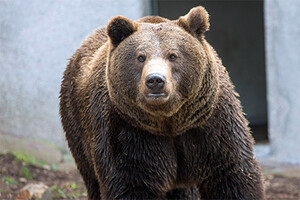 На Камчатке застрелили медведя-людоеда