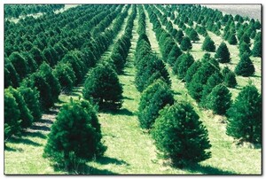 Рукотворные леса создают в Хакасии