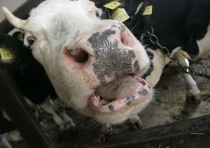 В Хакасии регистрируются случаи заболевания скота бешенством