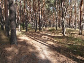 В Хакасии ограничен доступ в леса