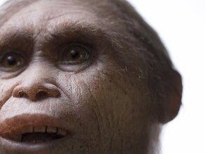 Ученые: "хоббиты" жили на острове Флорес уже 700 тысяч лет назад