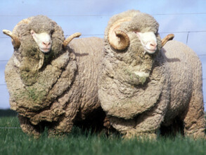 Животноводы Хакасии участвуют в Сибирско-Дальневосточной выставке племенных овец и коз