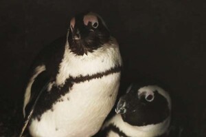 В голландском зоопарке пингвины-геи украли гнездо у пингвинов-лесбиянок