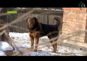 Бродячие собаки будут в 5 раз дороже обходиться бюджету Саяногорска